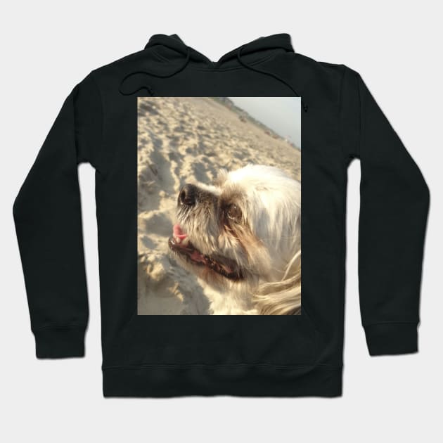 Beautiful photo of shih tzu dog on a beach while smiling Hoodie by Annalisseart24